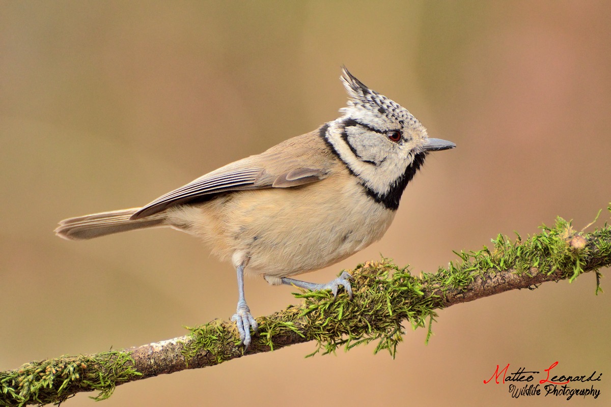Cincia dal Ciuffo - Alpi Apuane