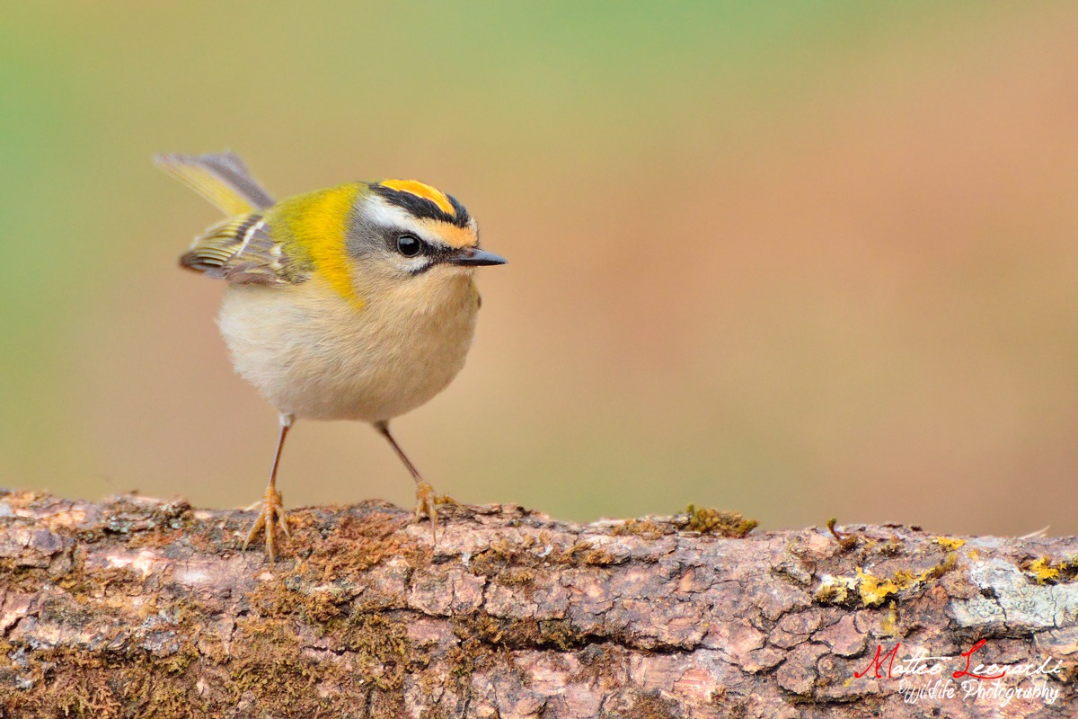 Fiorrancino - Alpi Apuane