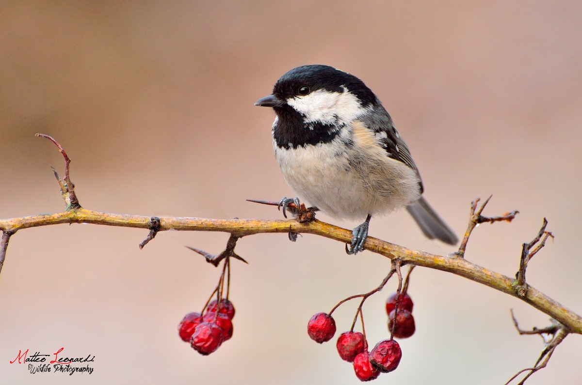 Cincia Mora - Alpi Apuane