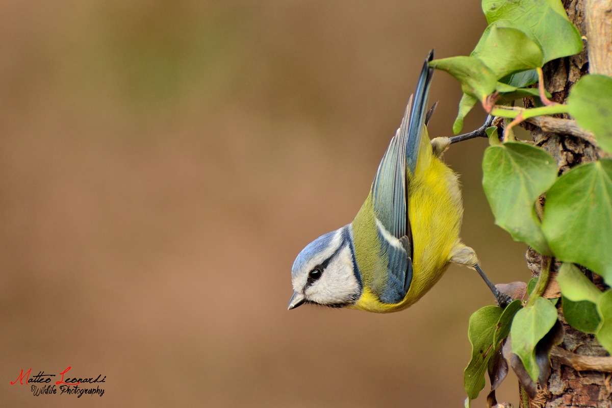 Cinciarella - Alpi Apuane