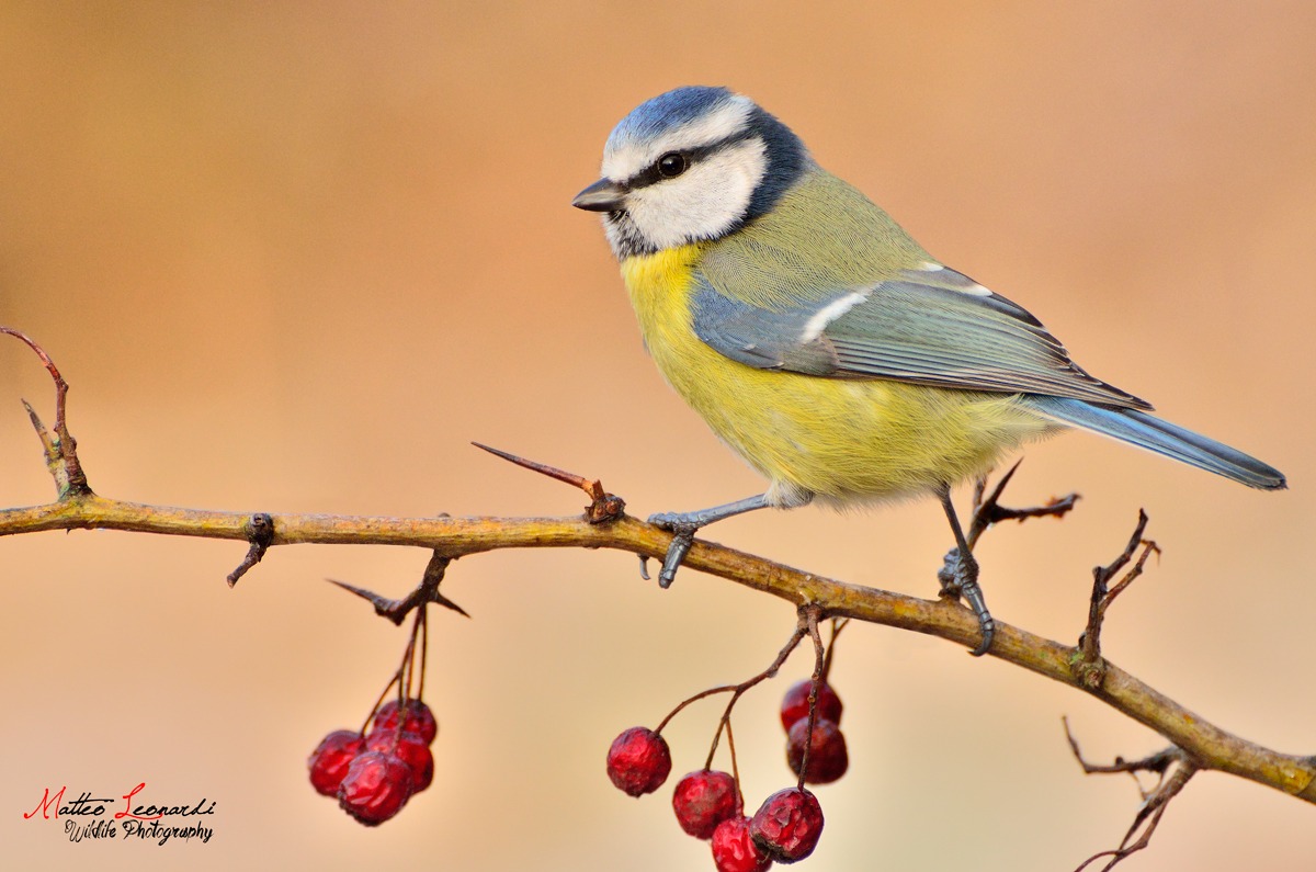Cinciarella - Alpi Apuane
