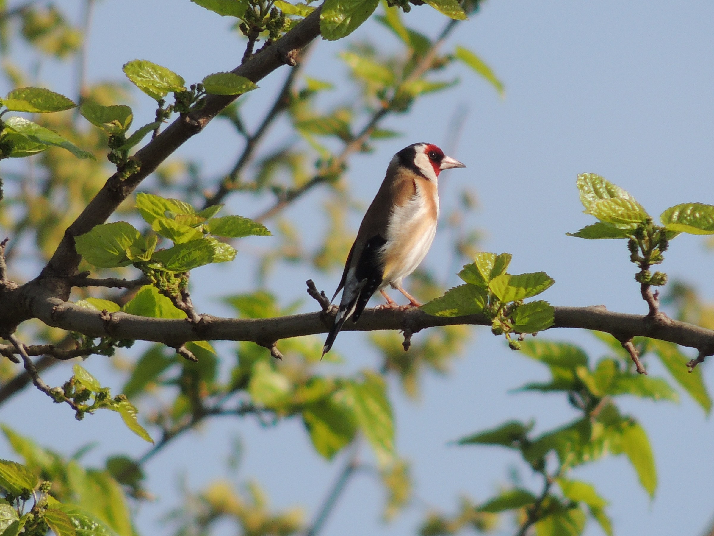 Goldfinch