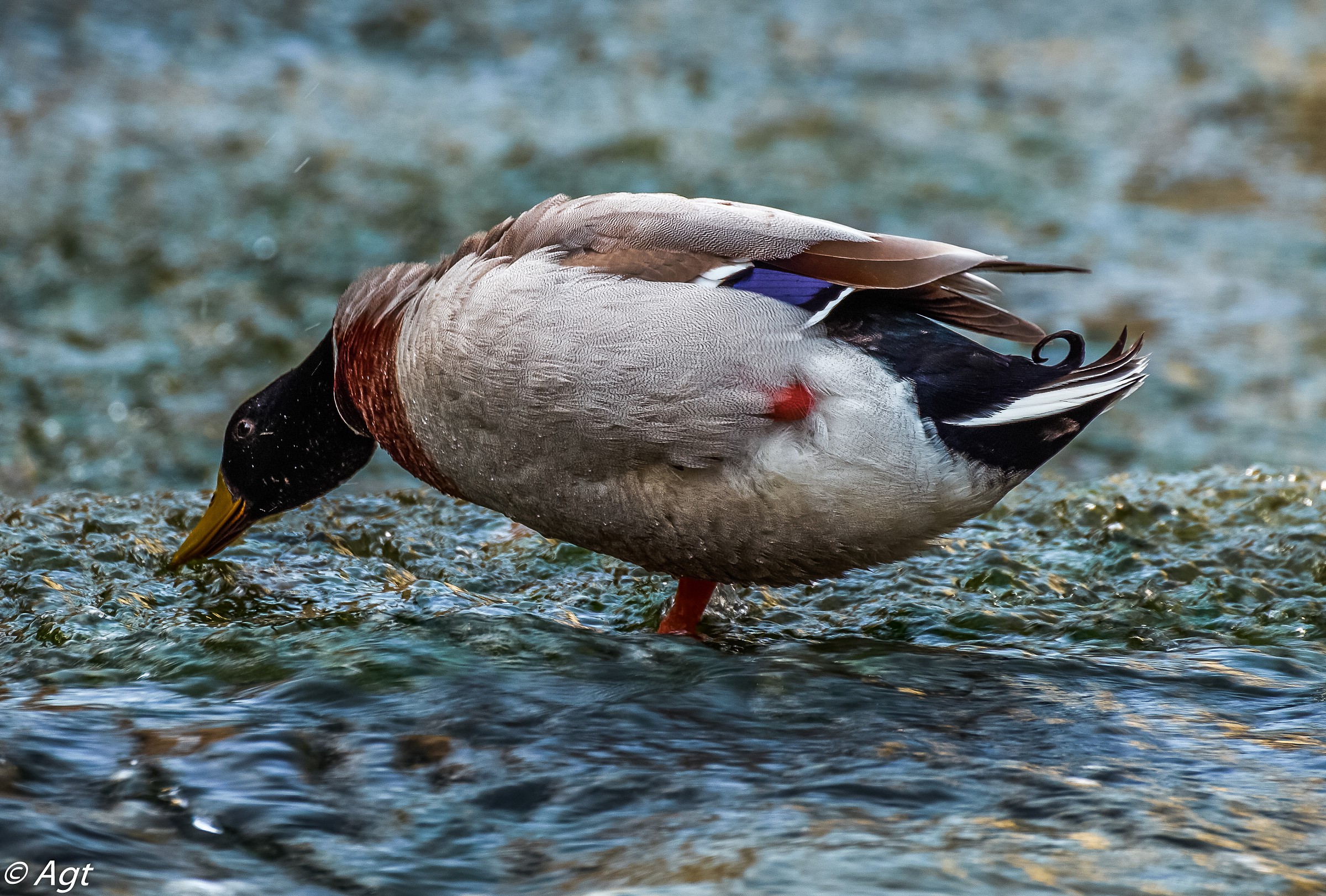 anatra all'abbeveratoio