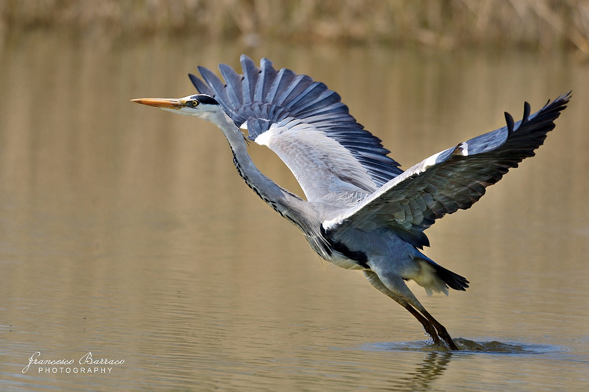 Grey Heron