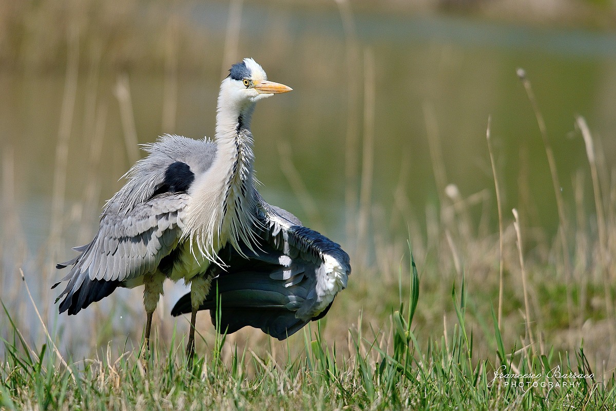 Grey Heron