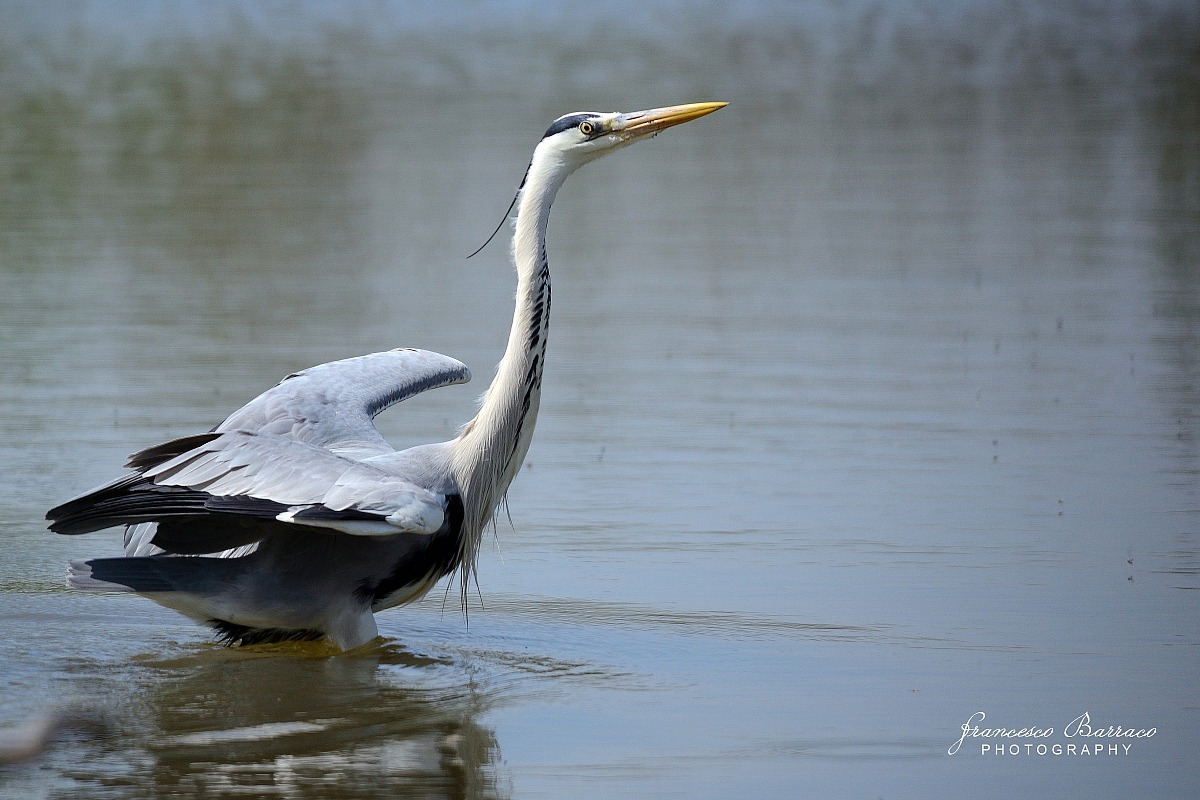 Grey Heron