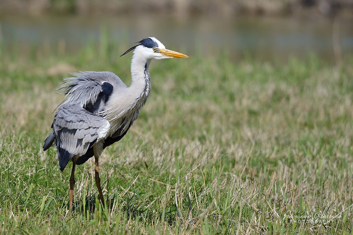 Grey Heron