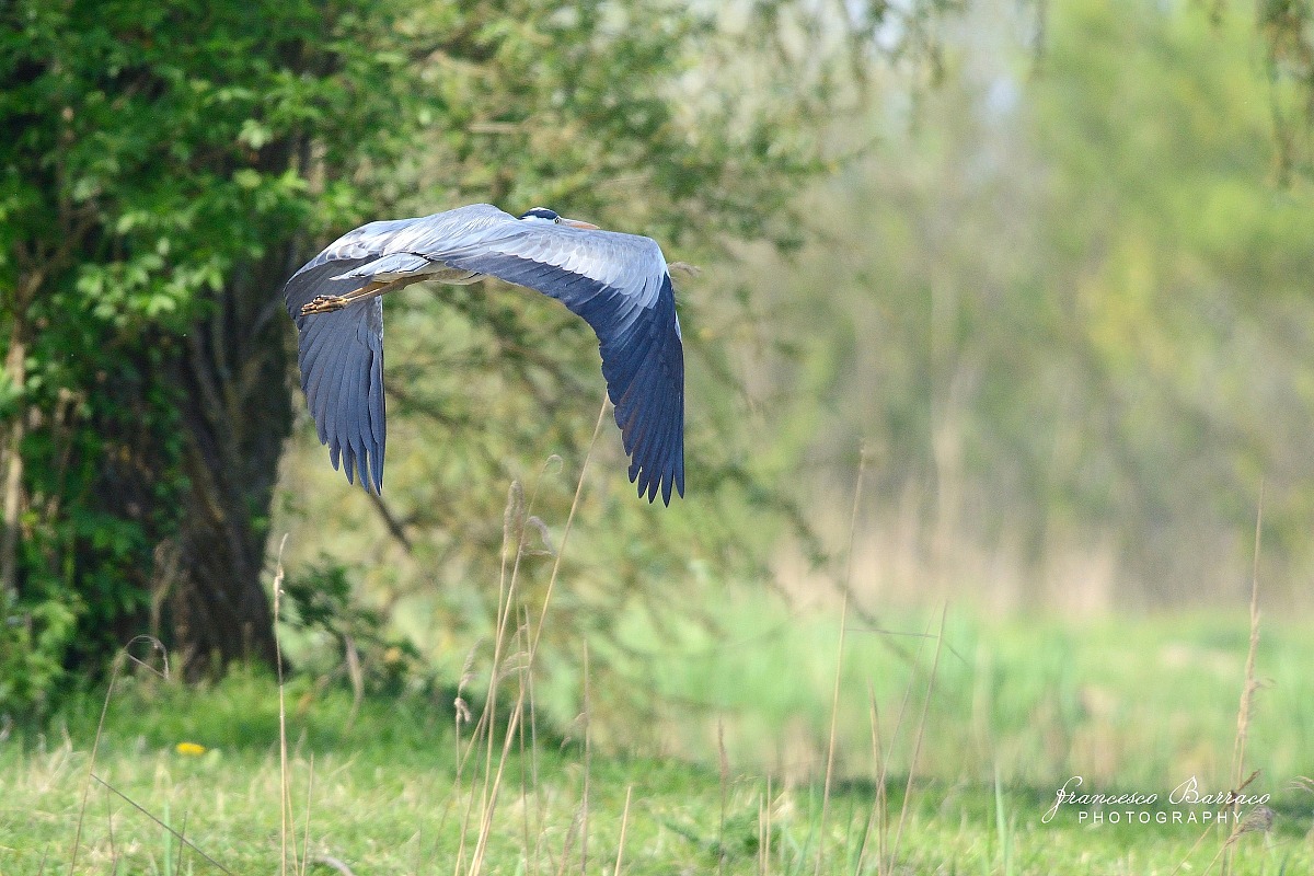 Grey Heron in flight