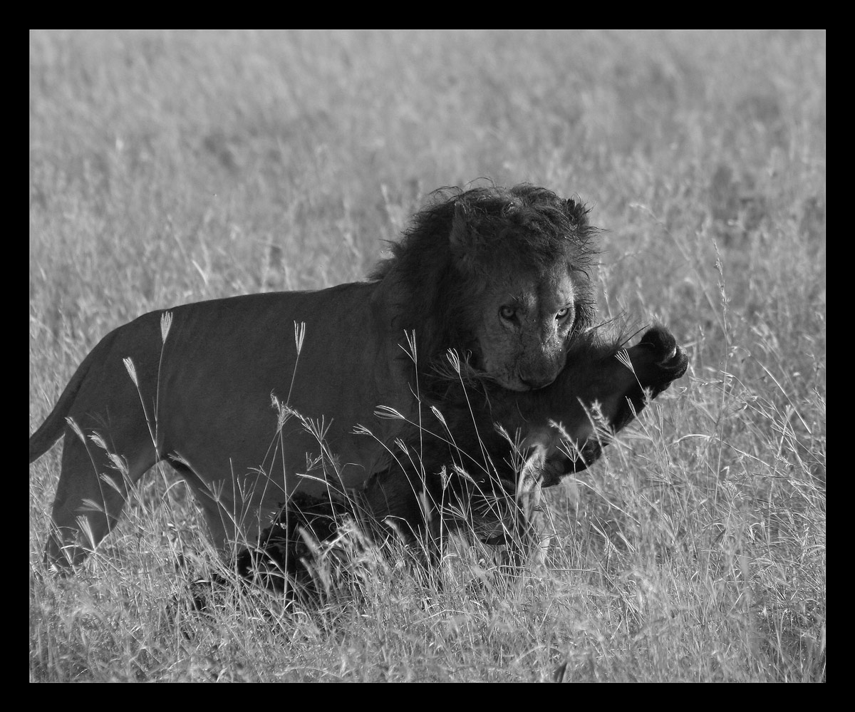 l'ultime prede del vecchio leone