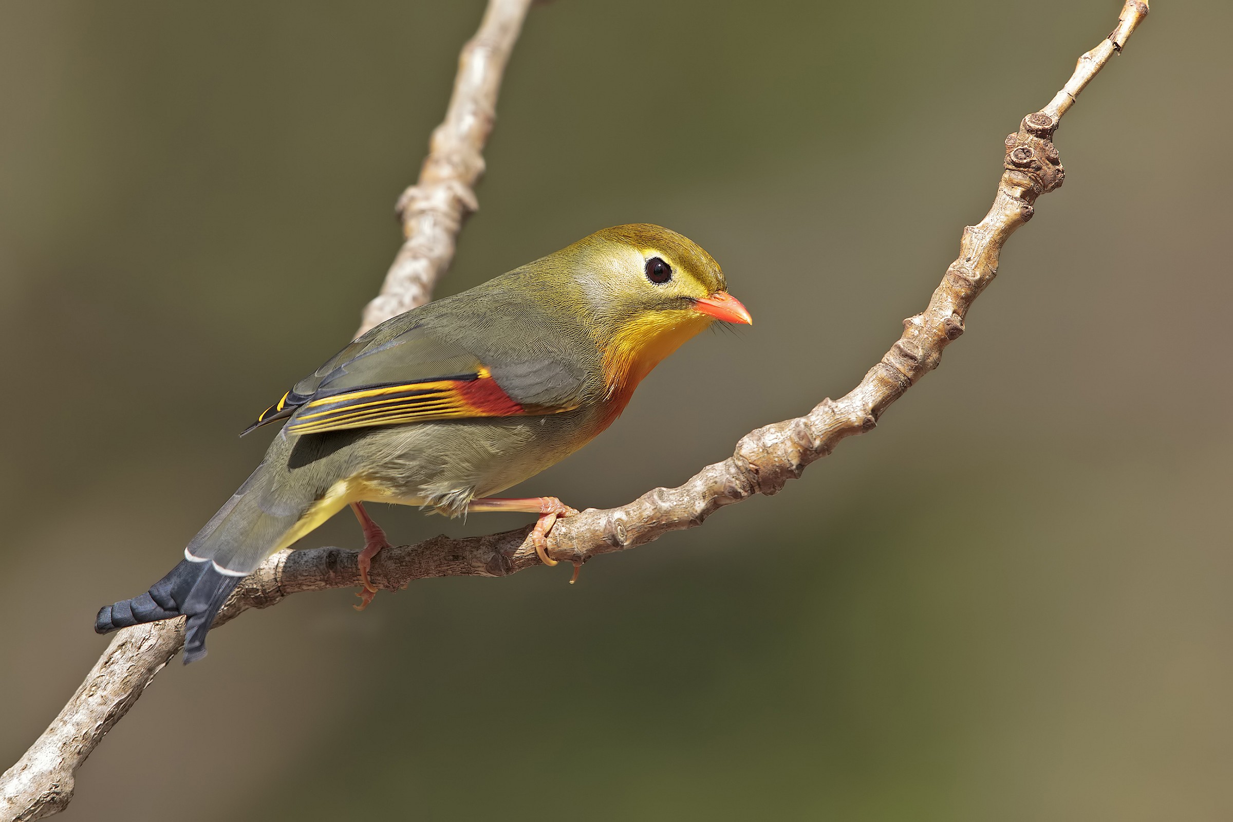 Usignolo del Giappone