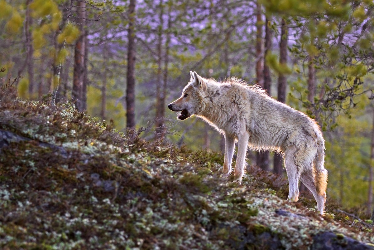 Call of the wild wolf