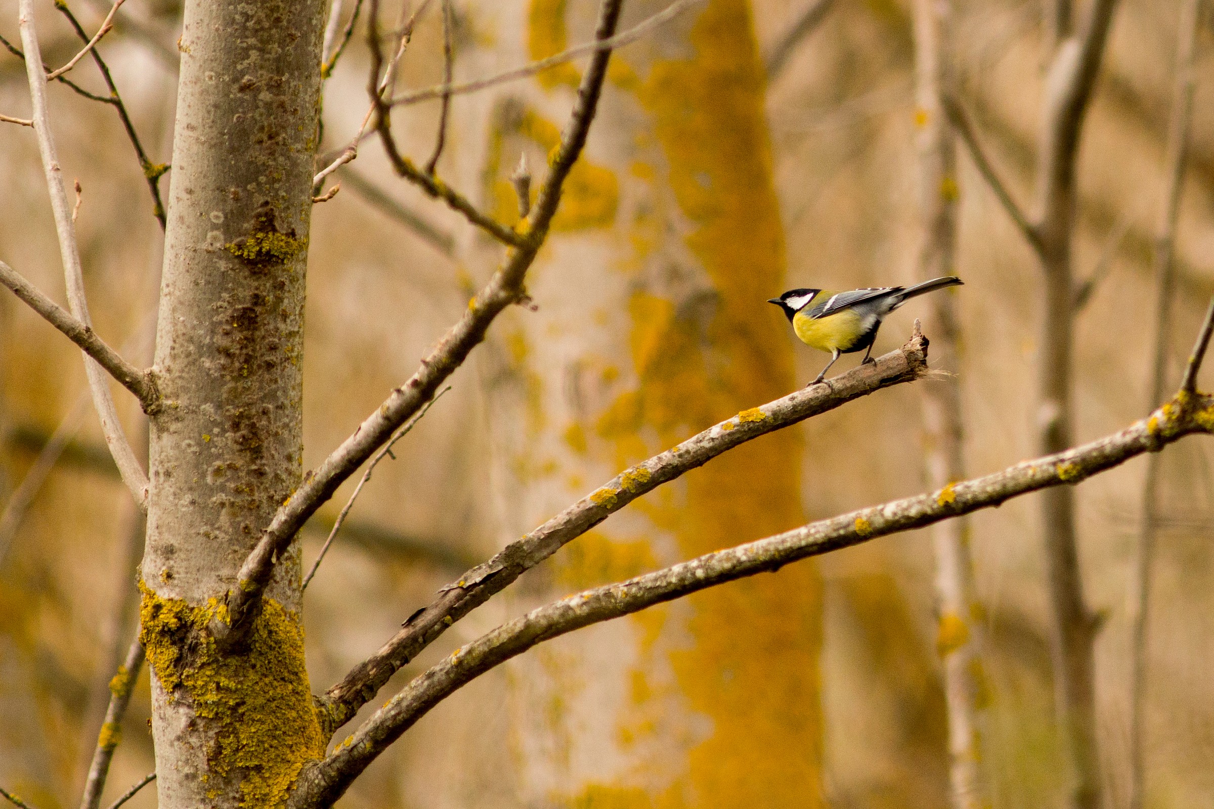 Great Tit