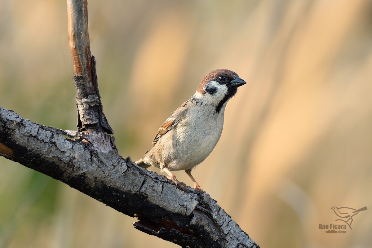 Tree Sparrow