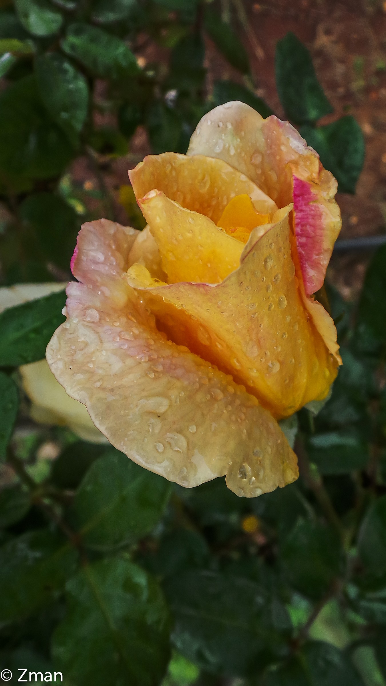 Wonderful rose