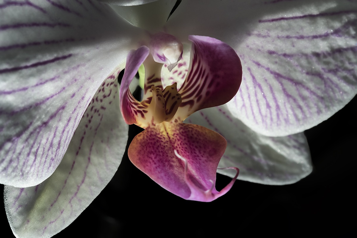 una farfalla nel fiore...