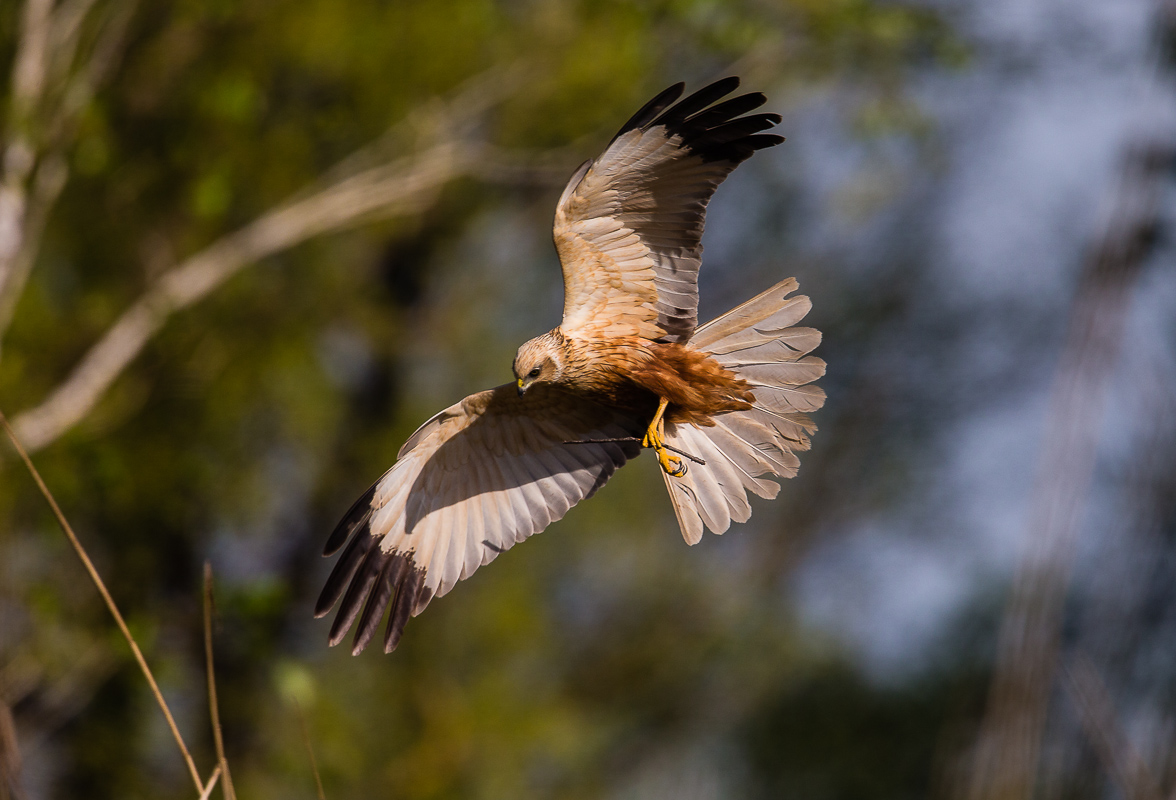 Marsh Harrier