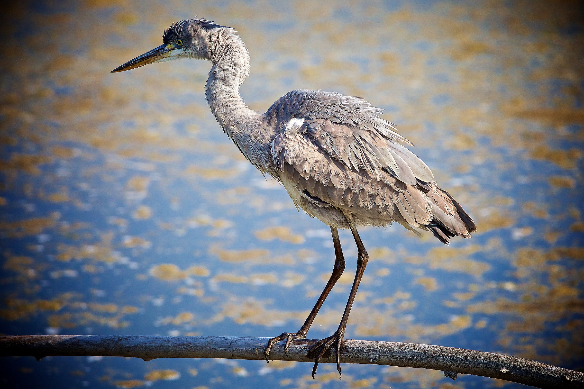Airone ai Laghetti di Cronovilla