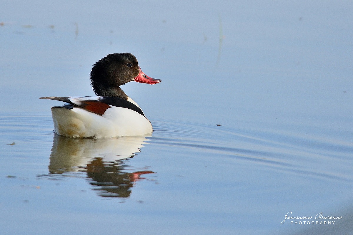Shelduck