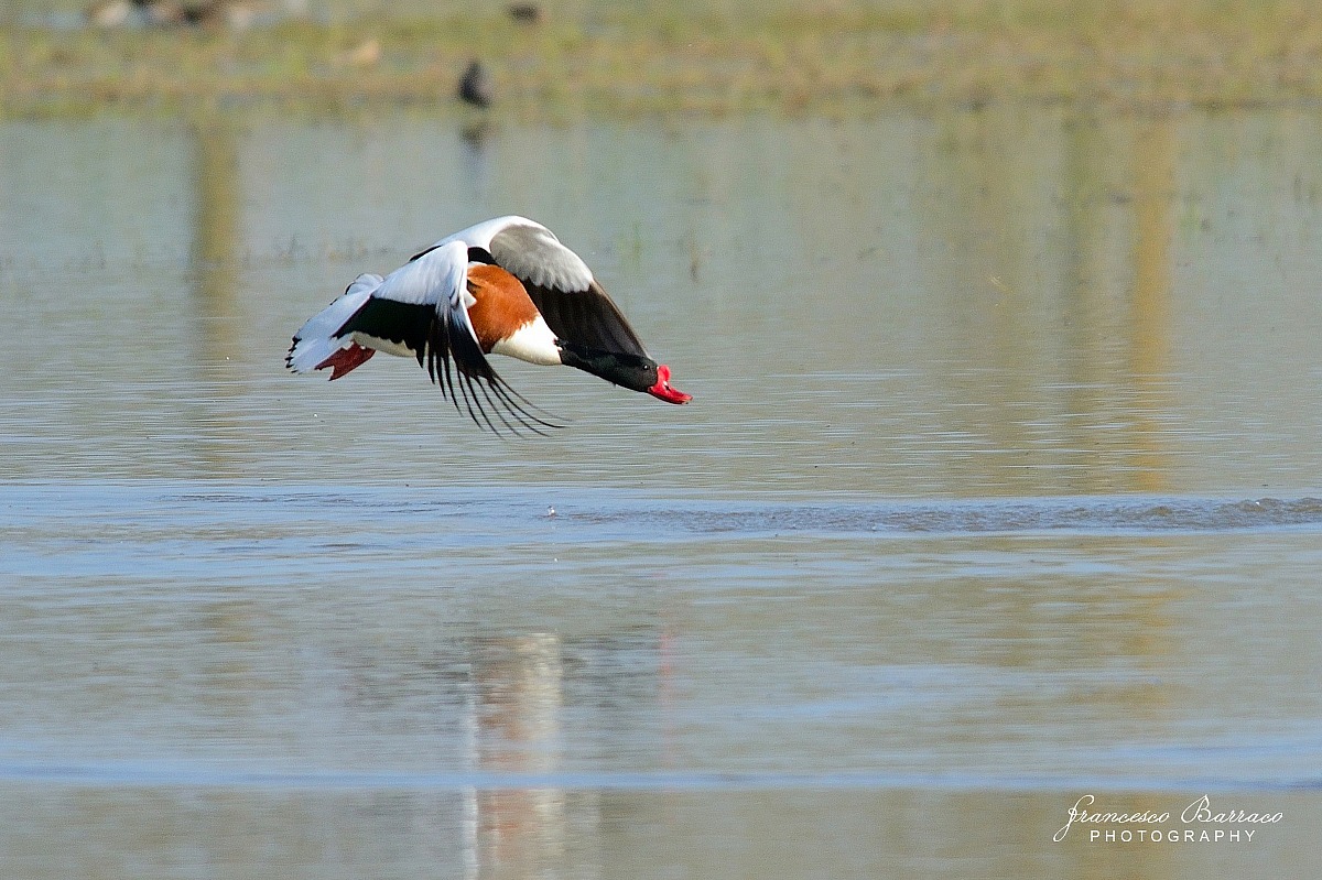 Shelduck in Flight