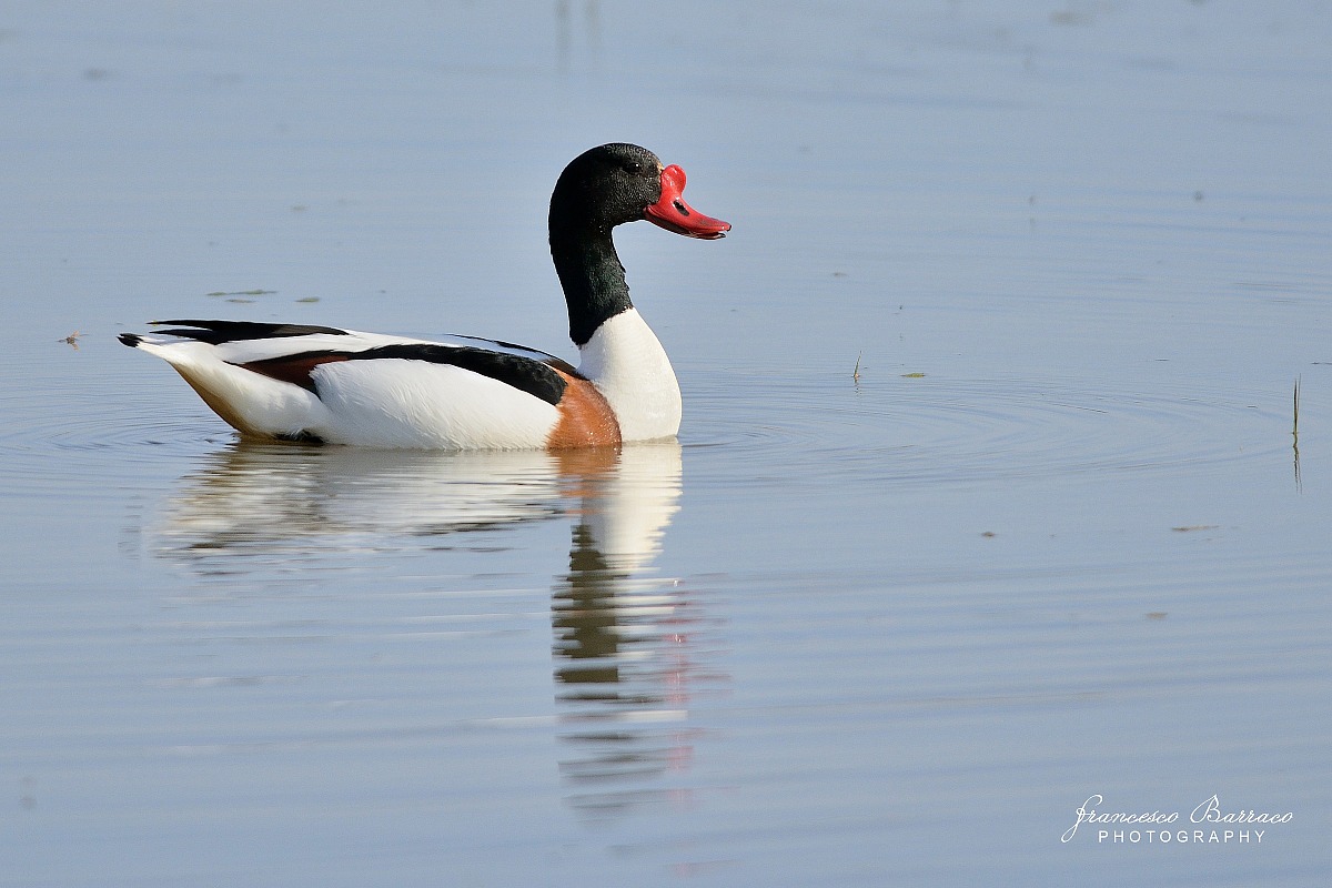 Shelduck