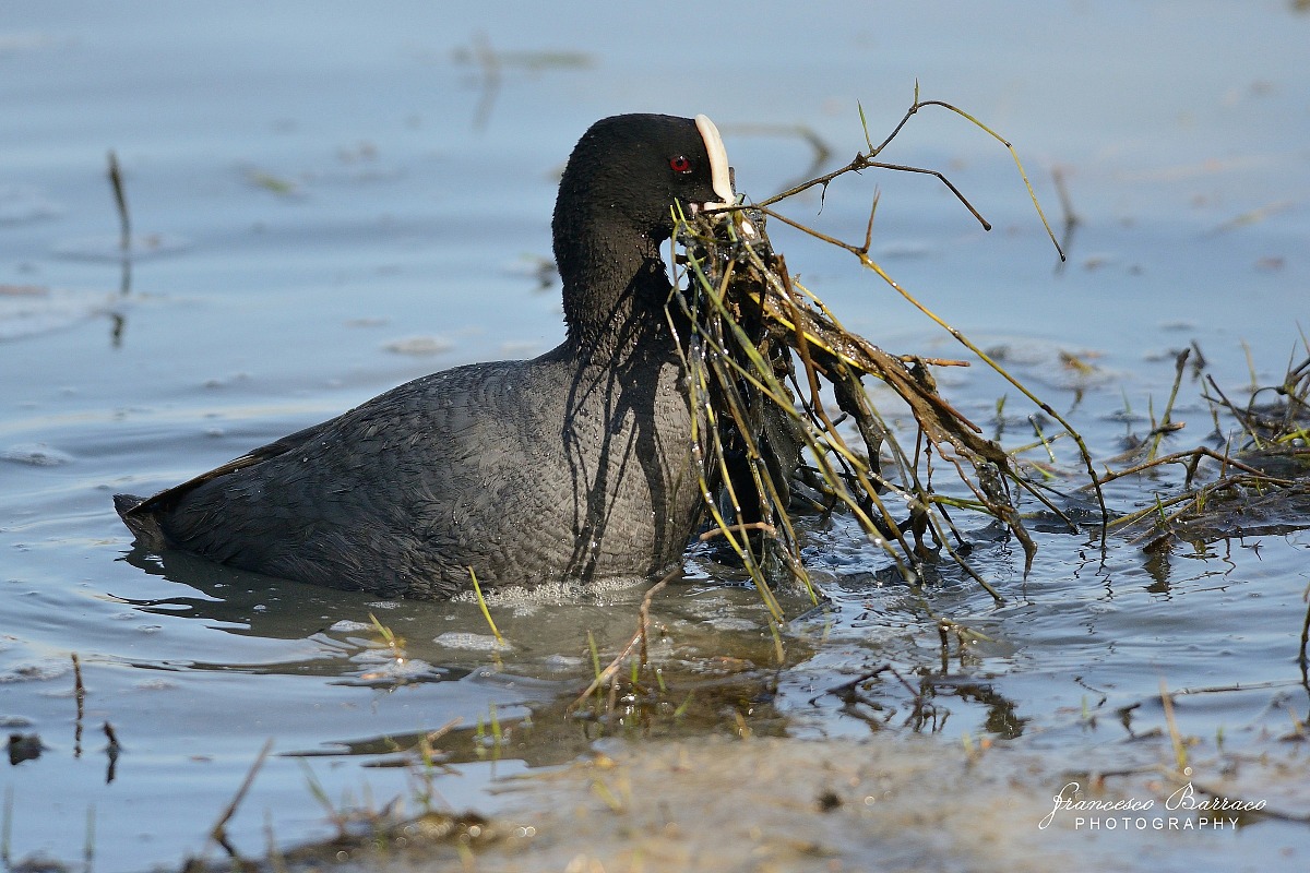 Coot Preparation Nest