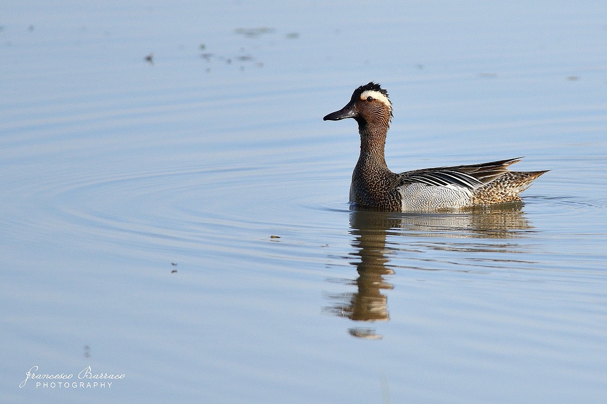 Garganey
