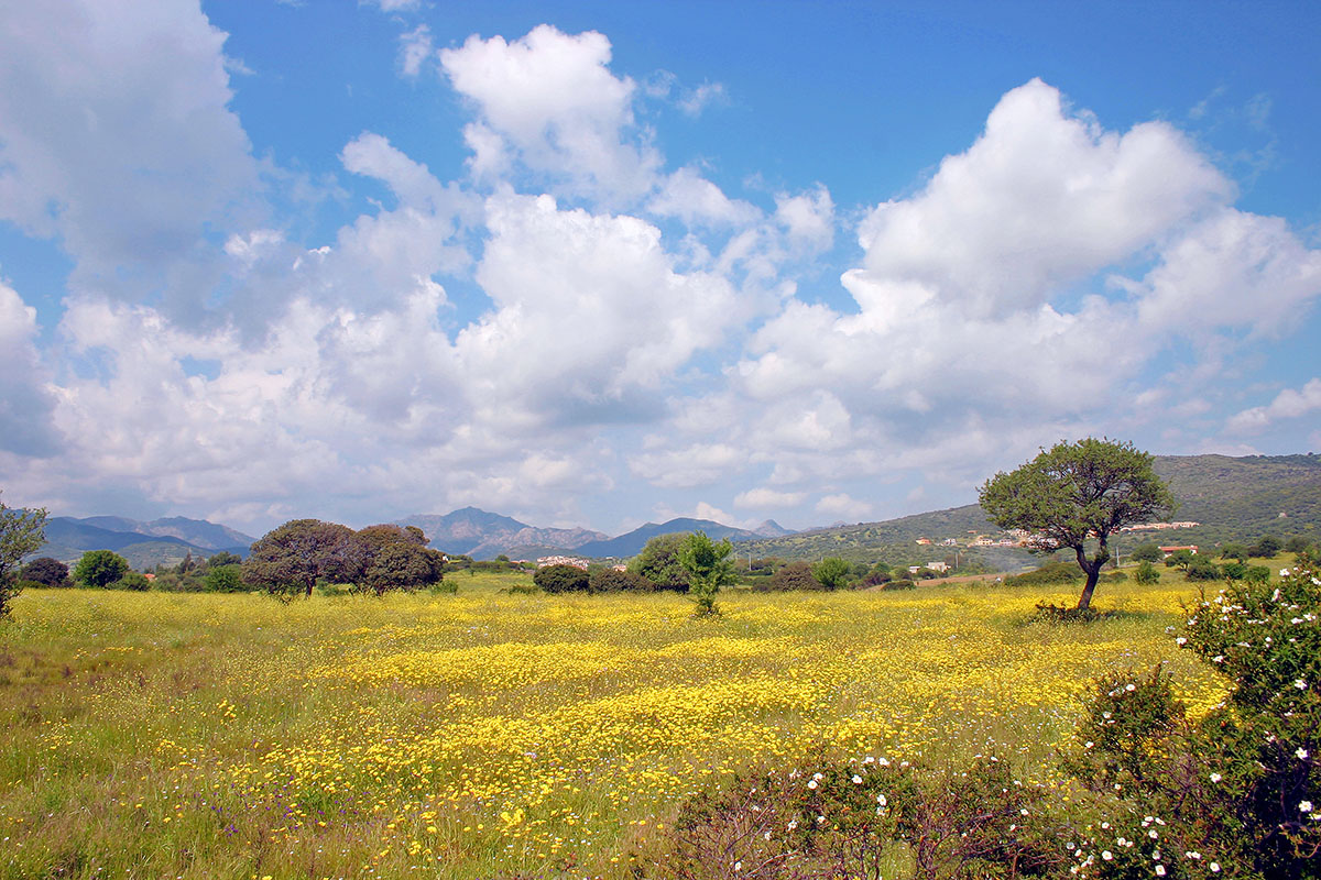 Blooms in Sardinia