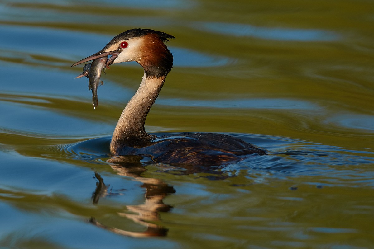 Great Crested Grebe with prey