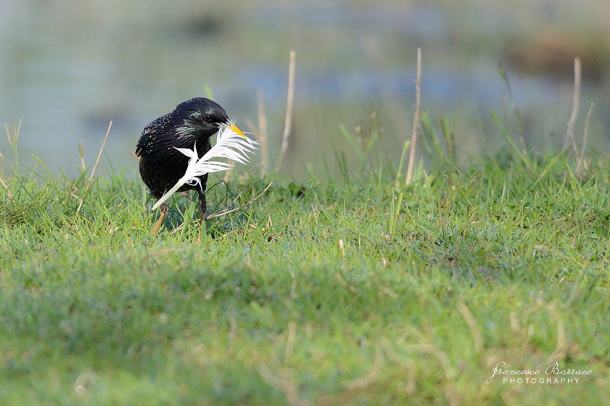 Preparation of the nest