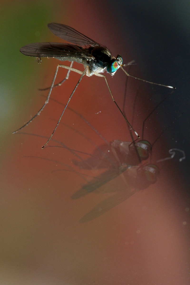 insetto su vetro (di cosa si tratta?)