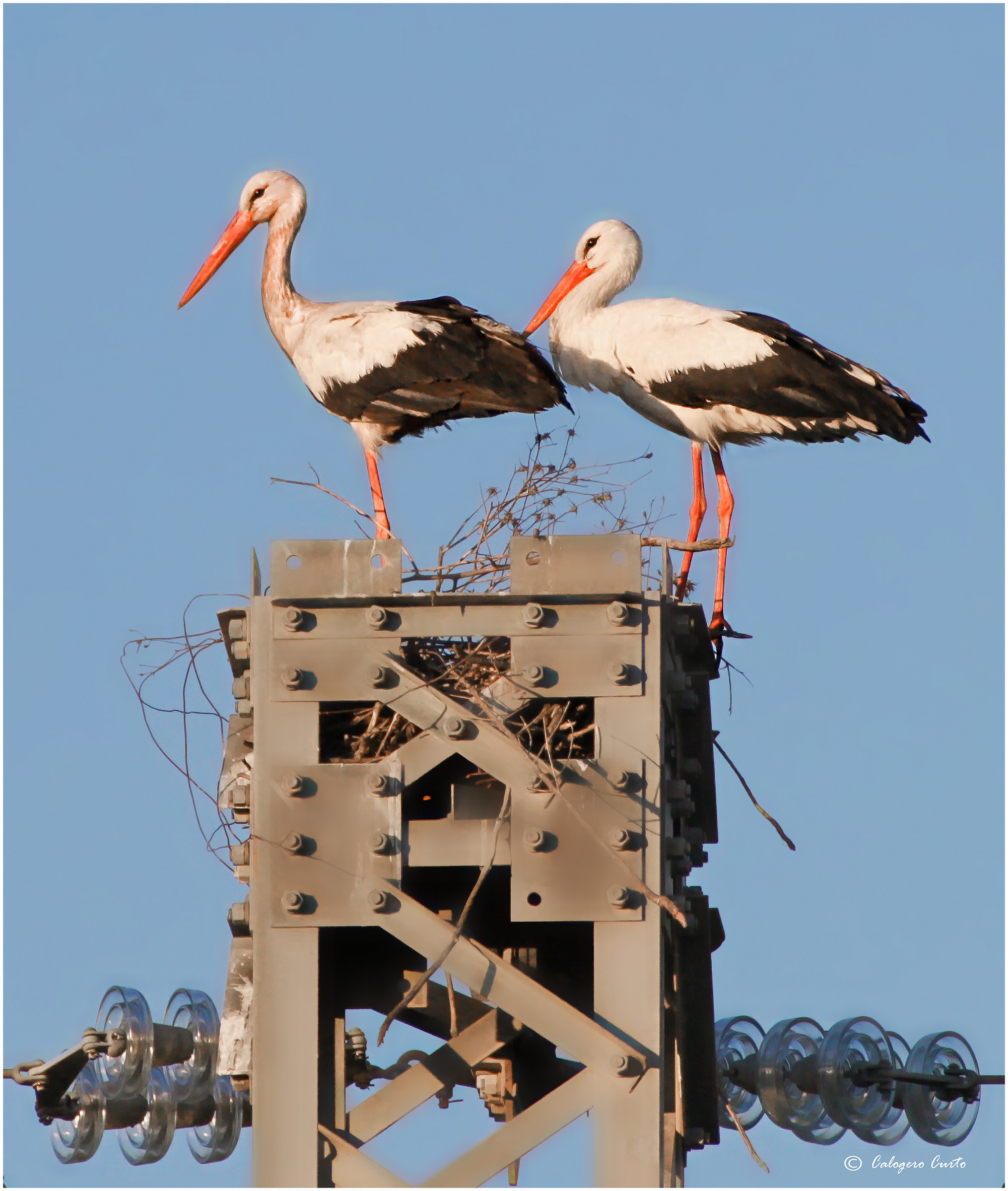 Storks
