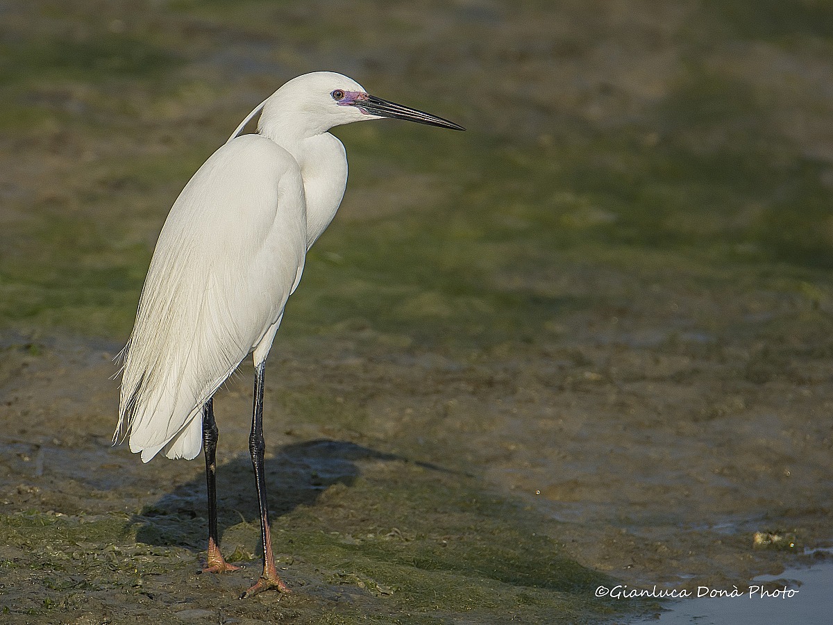 Egret