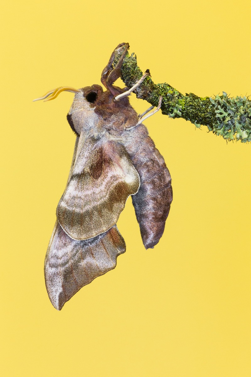 Sphinx ocellata (Imago)