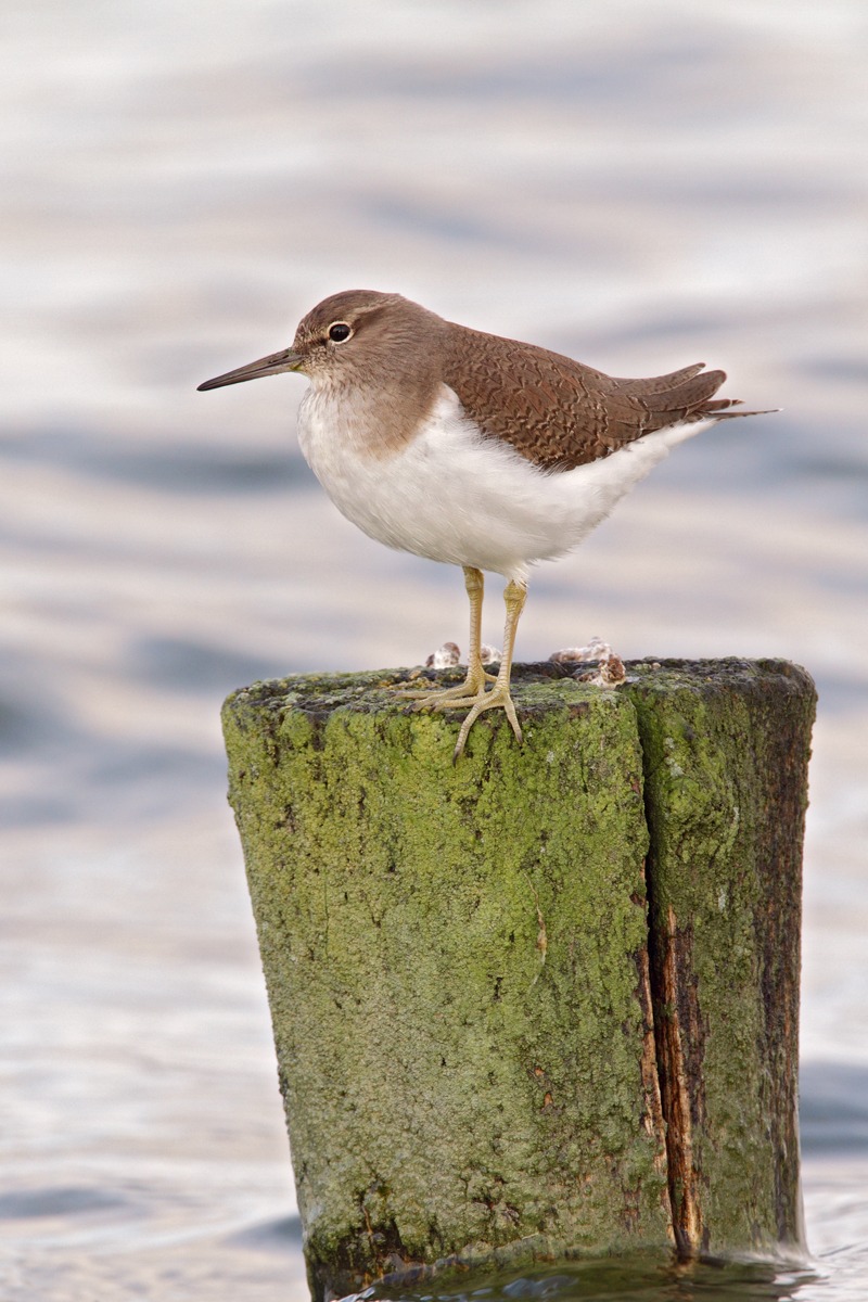 Common Sandpiper