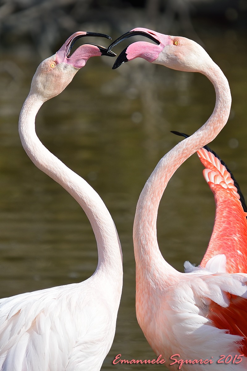 Fenicotteri - leggero crop
