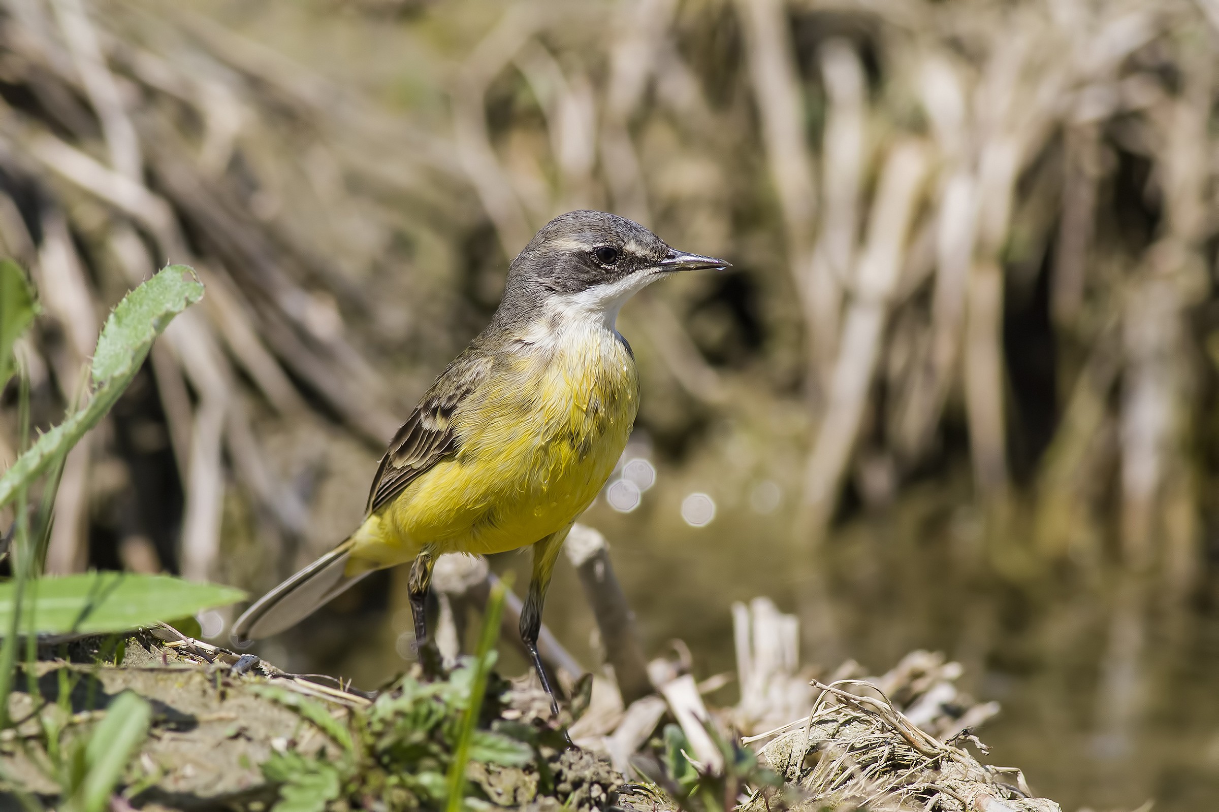wagtail