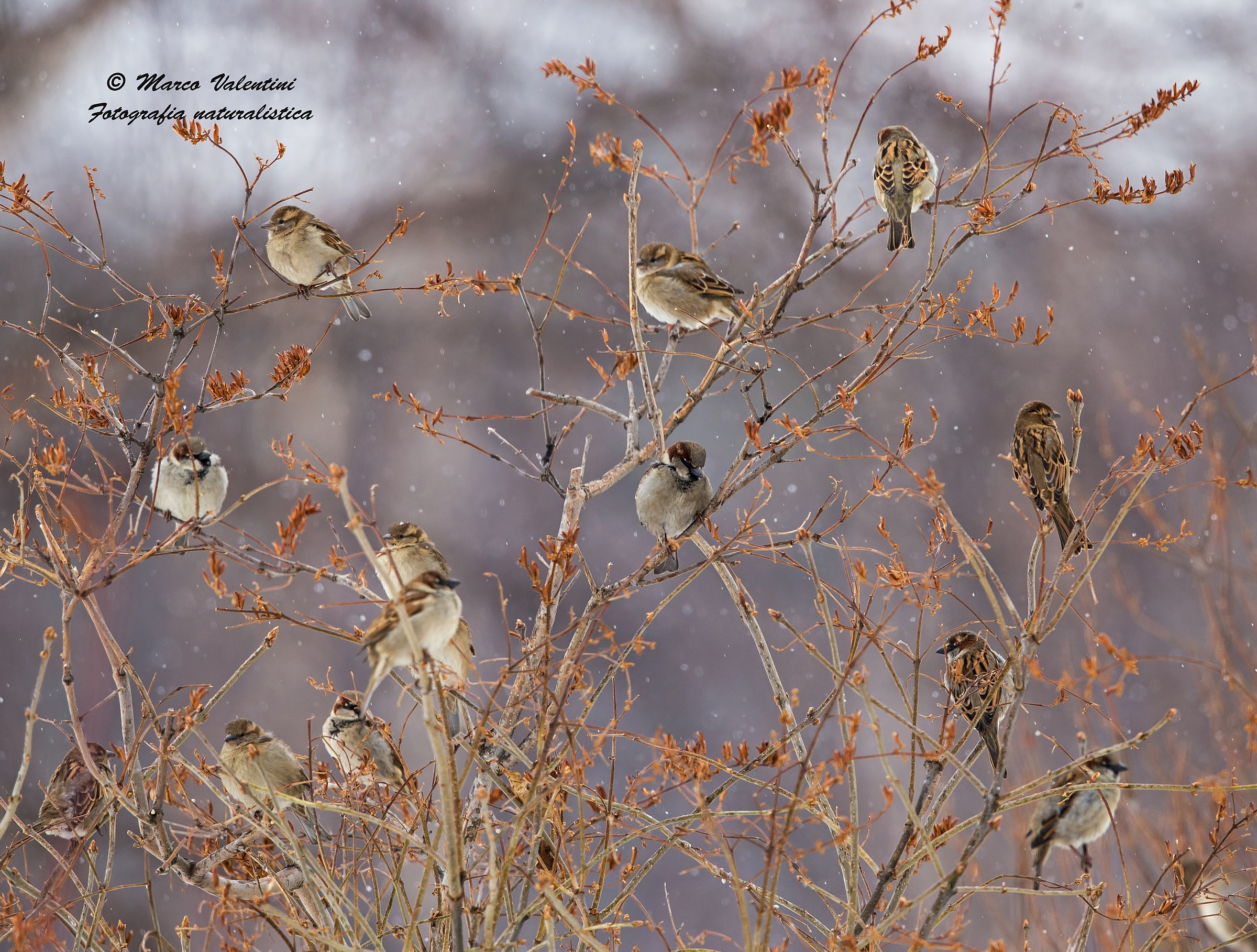Sparrows and snow