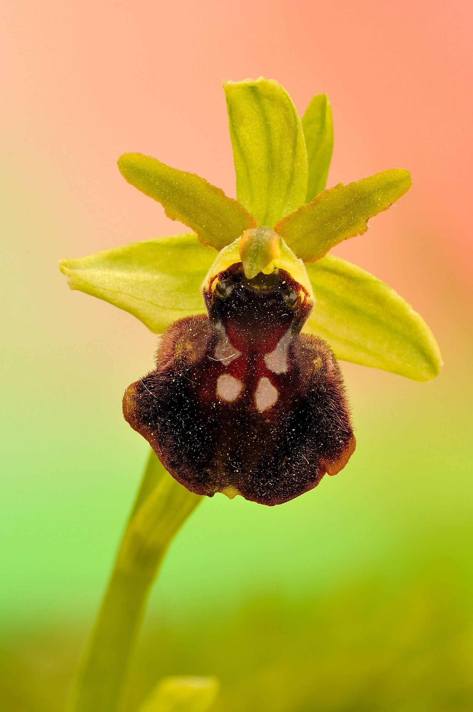 Ophrys sphegodes