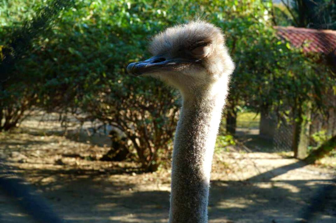 Che hai da guardare?