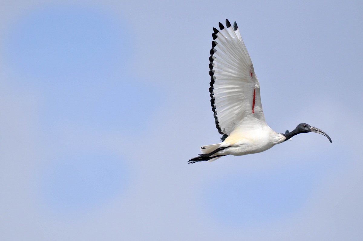 Sacred Ibis