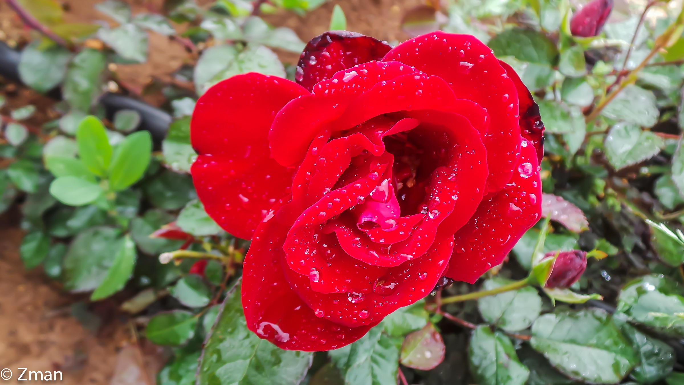 Red Rose