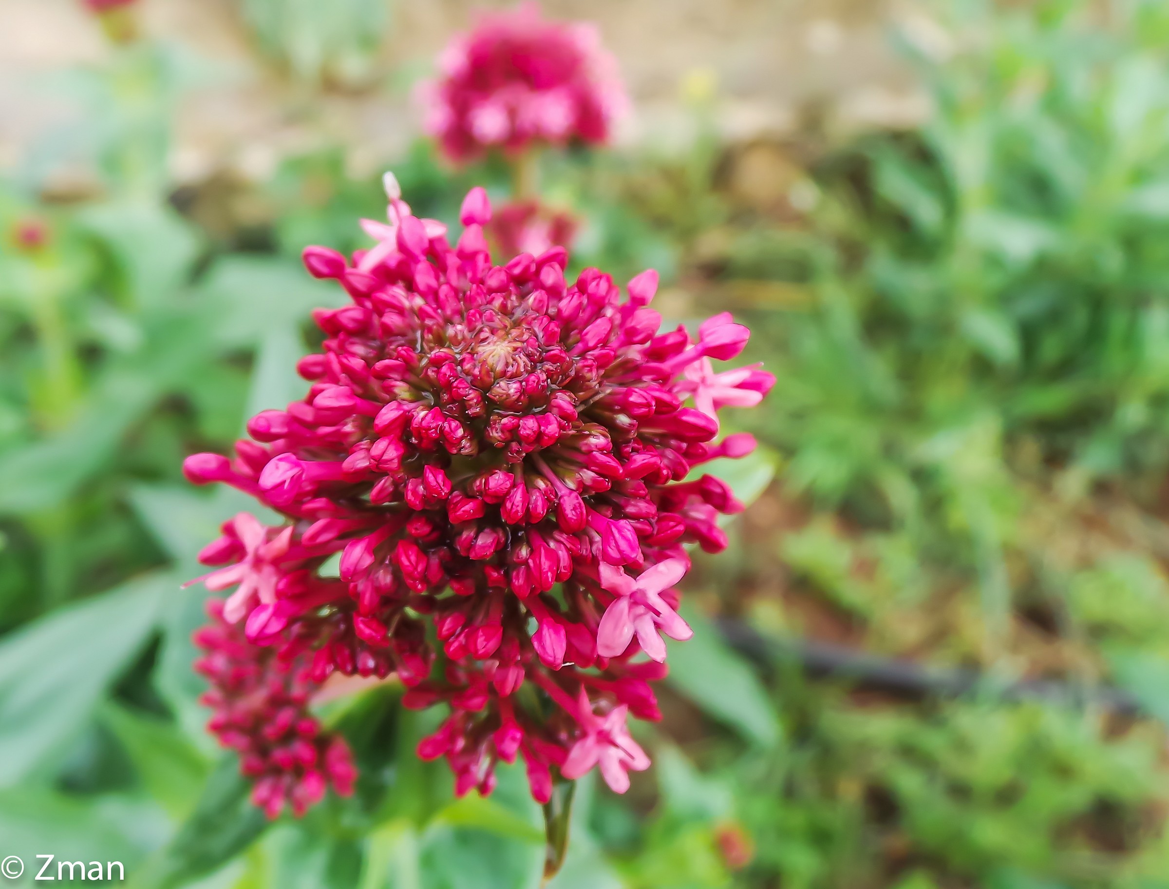 Glowing after the Rain