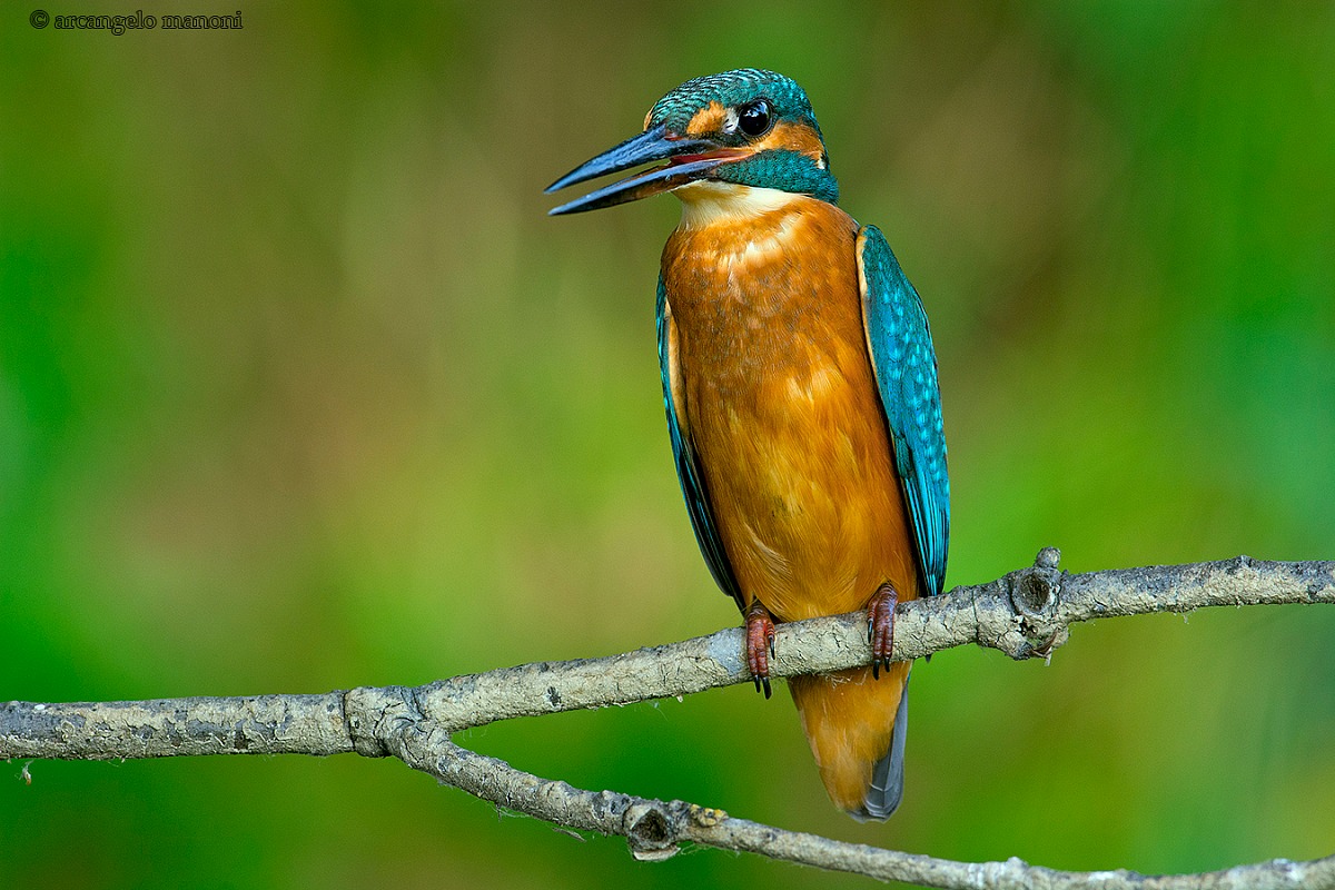 The king of the river