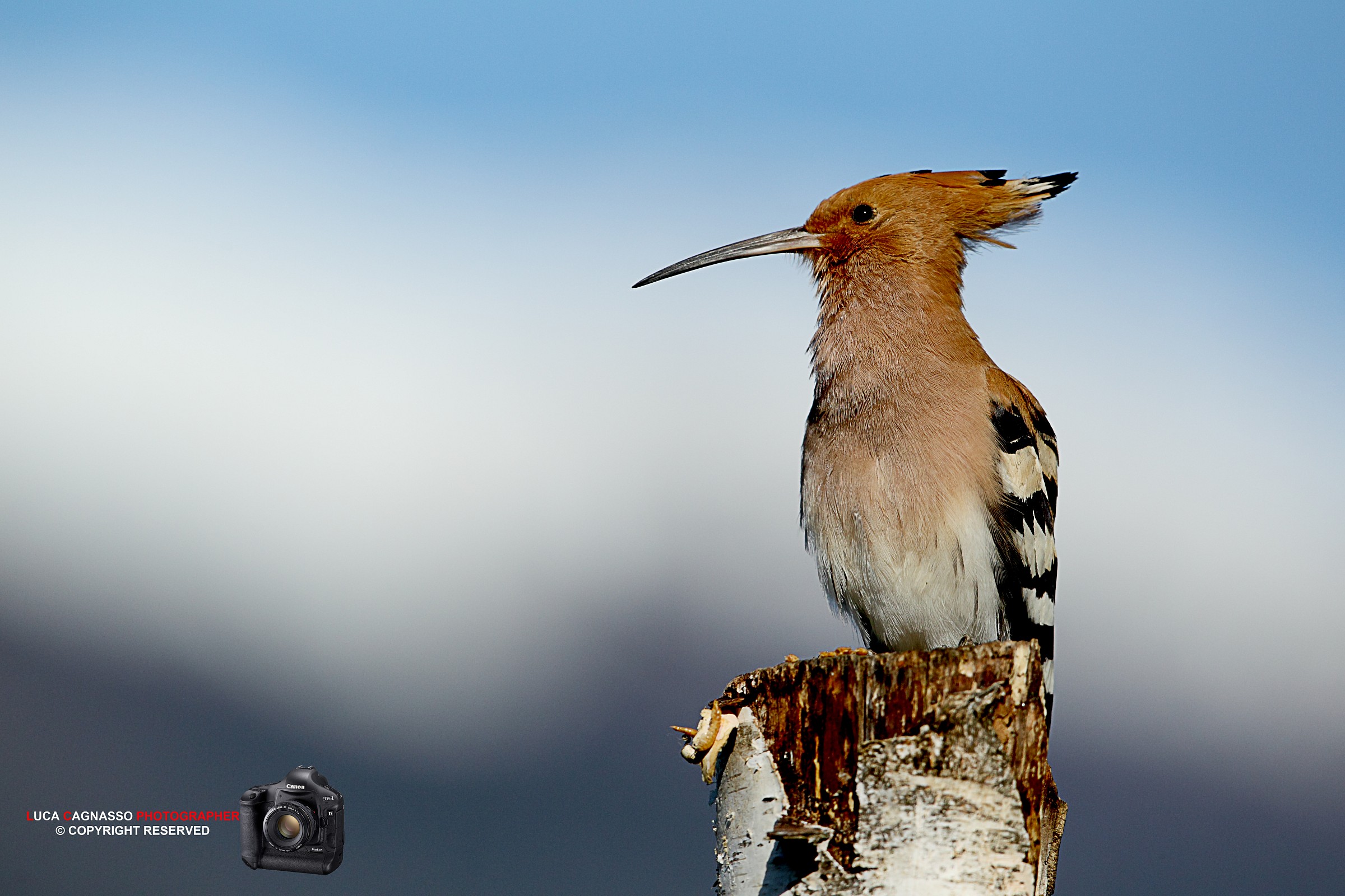 Hoopoe - 1