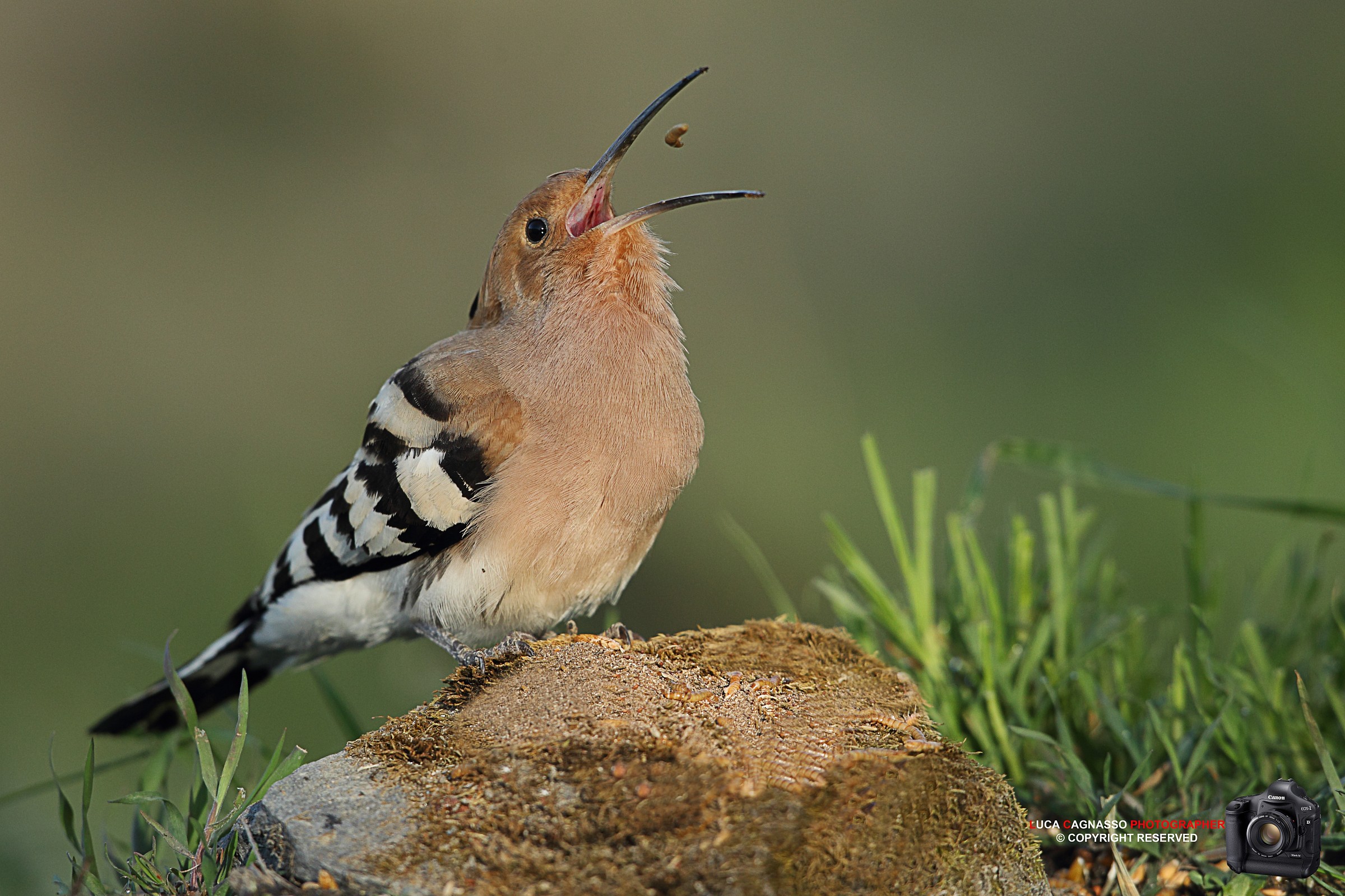 Hoopoe - 2