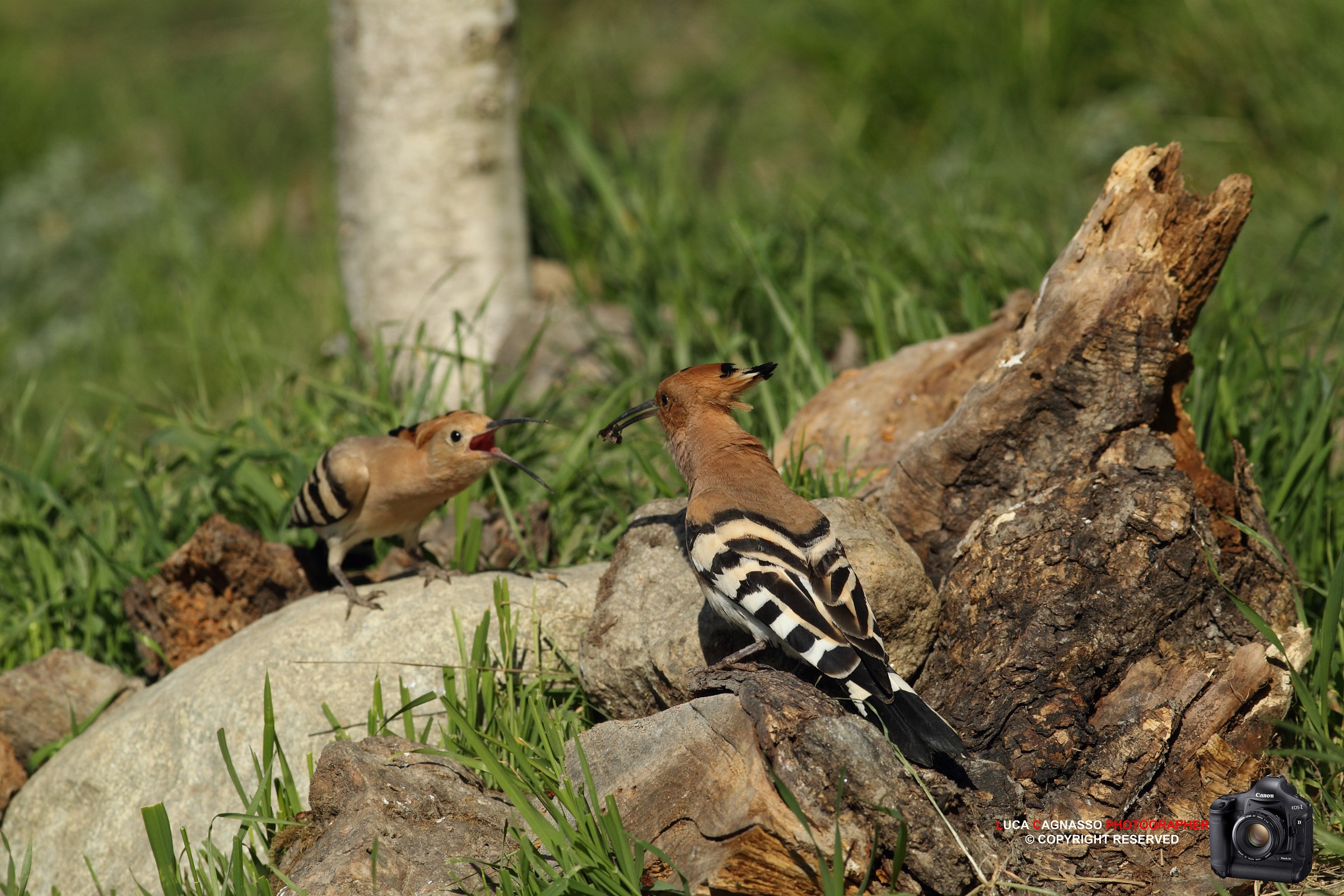Hoopoe - 3