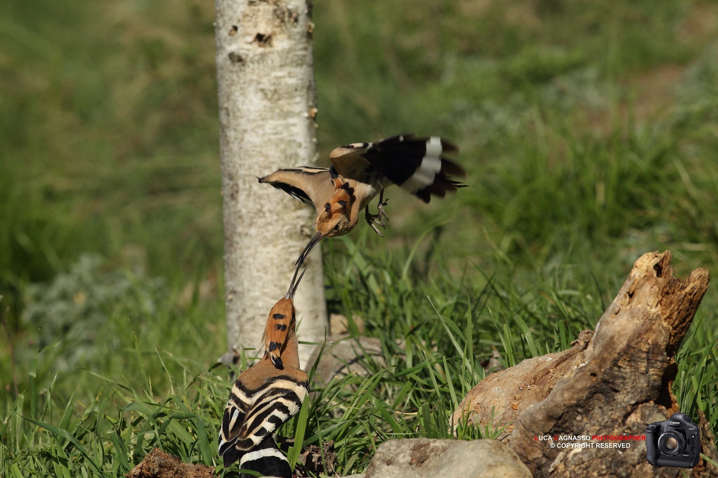 Hoopoe - 4