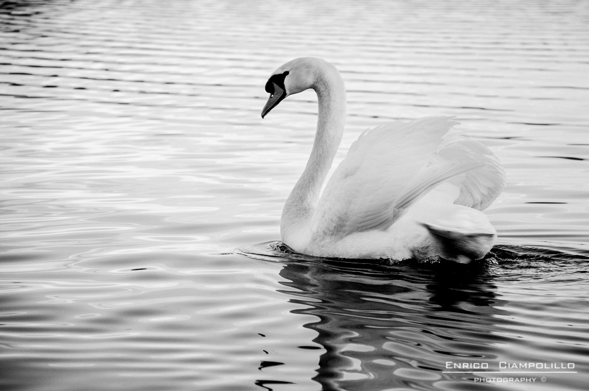 Series Viverone Lake 3