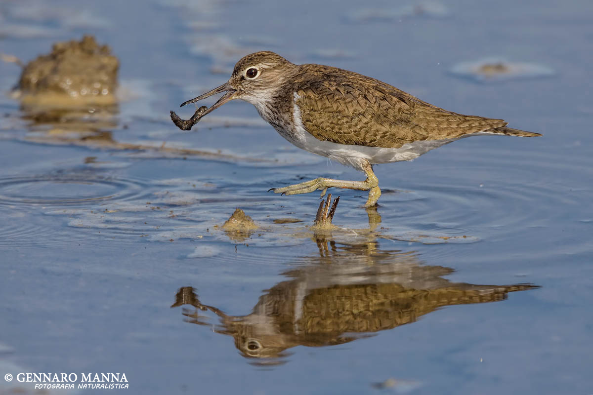 Common Sandpiper (Common sandpiper)