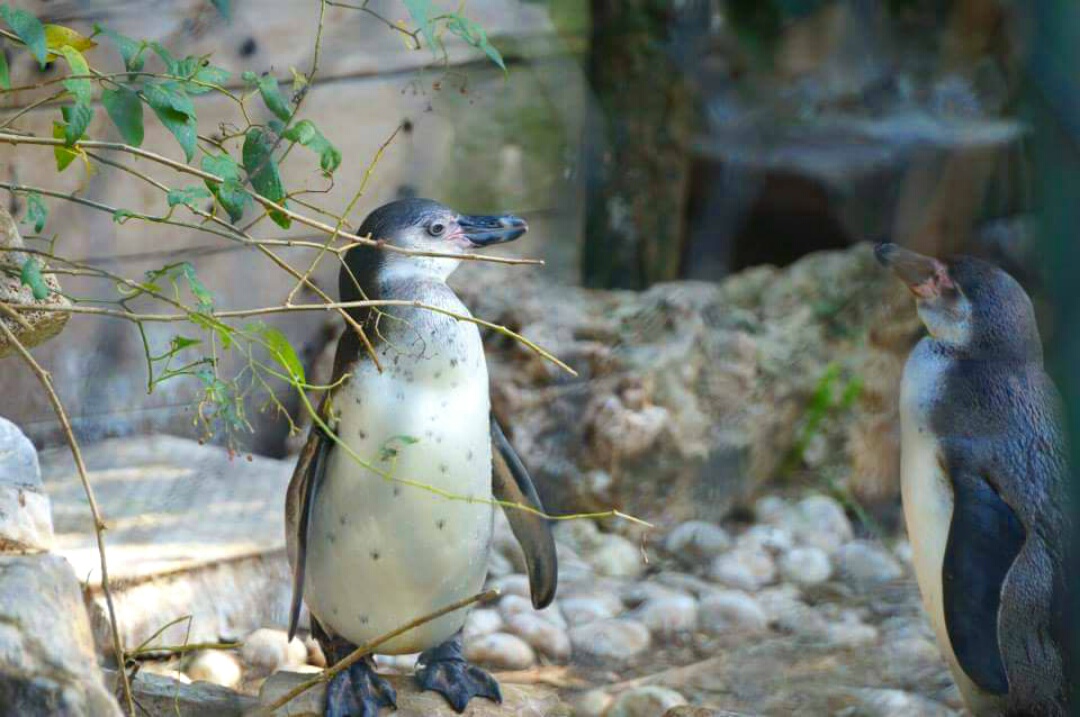 gonfiando il petto. . .